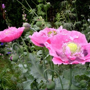 Pavot en Mélange