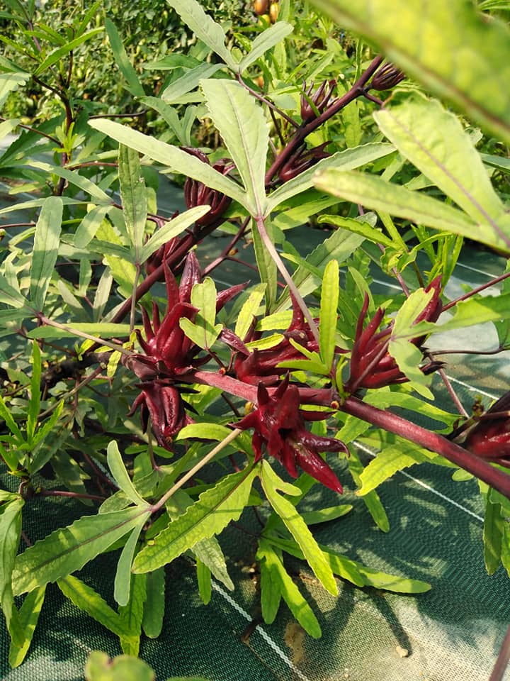 Hibiscus sabdariffa-bissap rouge